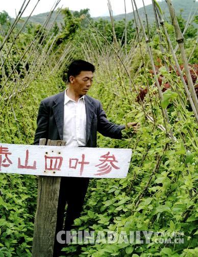 【中国梦·实践者】“泰山药王”传奇