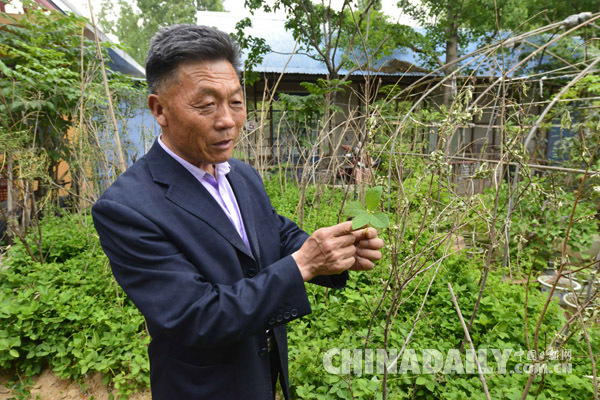 【中国梦·实践者】“泰山药王”传奇