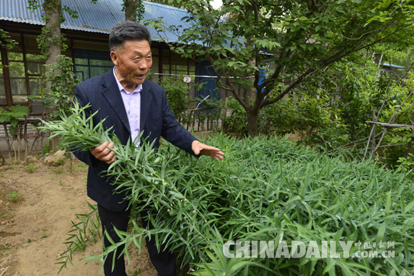 【中国梦·实践者】“泰山药王”传奇