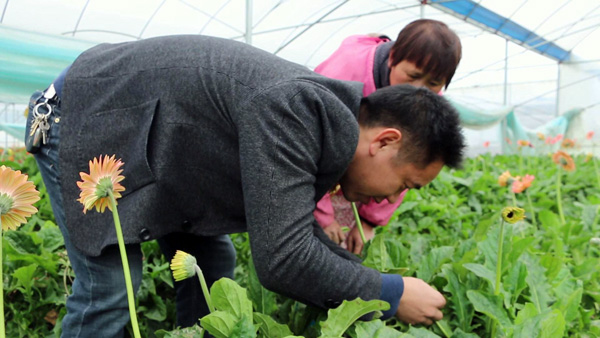 清流官福荣 以 花 为媒带动乡邻致富 清流新闻 清流新闻网
