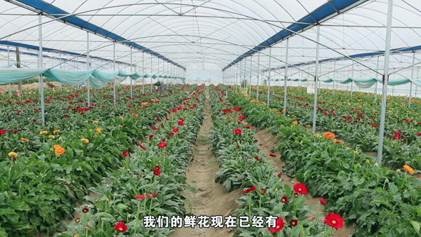 清流官福荣 以 花 为媒带动乡邻致富 清流新闻 清流新闻网